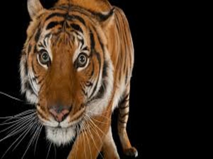 छिंदवाड़ा में खेत से मिला शव:  बैल के शिकार से नाराज किसान ने बाघ को यूरिया खिला मार डाला – narmadapuram (hoshangabad) News