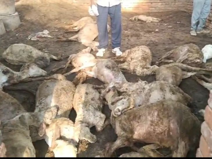 मुरैना में 36 भेड़ों की मौत:  एक ही बाड़े में बंद थी, 6 की गर्दन पर दांतों के निशान, 30 भेड़ें सदमें में मरी – Morena News