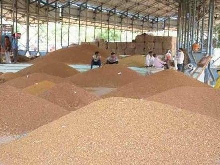 30 मार्च से 28 मई तक चना मसूर की खरीदी:  गुना में बनाए 14 खरीदी केंद्र; चना 7 हजार और मसूर 5875 रुपए प्रति क्विंटल ली जाएगी – Guna News