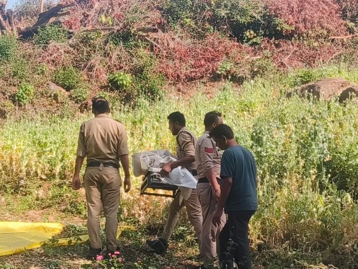 बाघ के हत्यारे जंगल में करते थे अफीम की खेती:  जांच में खुलासा, बैल के शिकार का बदला लेने बाघ को जहर दिया – Chhindwara News