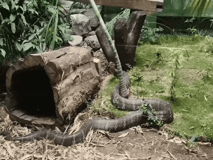 इंदौर चिड़ियाघर में किंग कोबरा का कुनबा बढ़ाने की तैयारी:  एक्सपर्ट की निगरानी में होगा मेटिंग; जाली के जरिए कराया जा रहा परिचय – Indore News