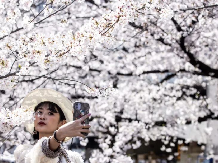 जापान में चेरी ब्लॉसम:  800 किस्मों के लाखों पेड़ों से गुलाबी हुआ देश, दो हफ्ते ऐसा नजारा