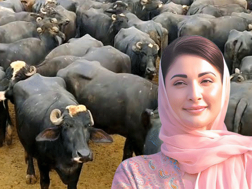 पाकिस्तान में गाय-भैंस पालना पड़ेगा महंगा, सरकार लगाएगी 'गोबर टैक्स' - HeadlinesNow Hindi News