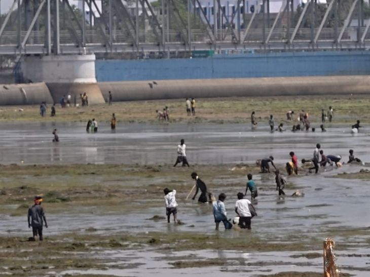 गयाजी के फल्गु नदी में मछलियों की लूट:रबर डैम से पानी छोड़ने के बाद लोगों की भीड़, प्रशासन की चेतावनी के बाद भी नहीं माने