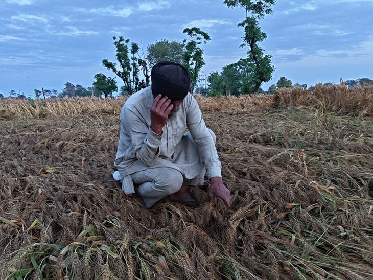 Punjab Wheat Crop Damaged by Unseasonal Rain | Farmers in Distress