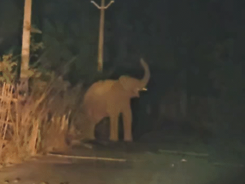 कोडरमा में झूंड से बिछड़े हाथी का उत्पात:स्थानीय होटल में की तोड़-फोड़, सो रहे कर्मचारी को किया घायल, मुर्गी फॉर्म किया तबाह