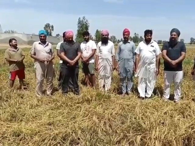 Fazilka Farmers Struggle | 700 Acres Crop Damaged Due to Rain & Hailstorm