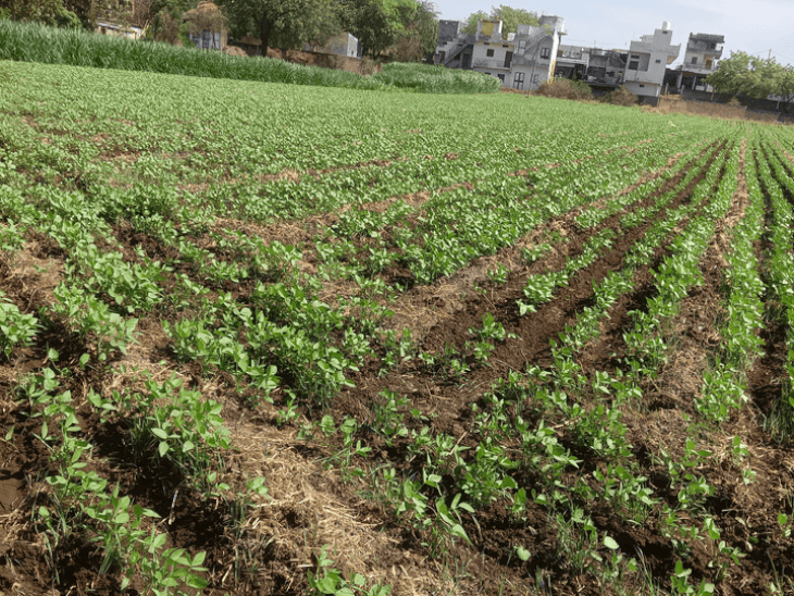 खरगोन में मूंग बुवाई 20% घटी, खरीदी पर असमंजस:  26 हजार हेक्टेयर में फसल, MSP तय फिर भी आदेश नहीं, किसान इंतजार में – Khargone News