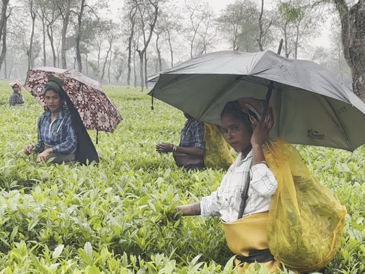 Assam assembly elections; Tea belt turns political battleground| Tea ...