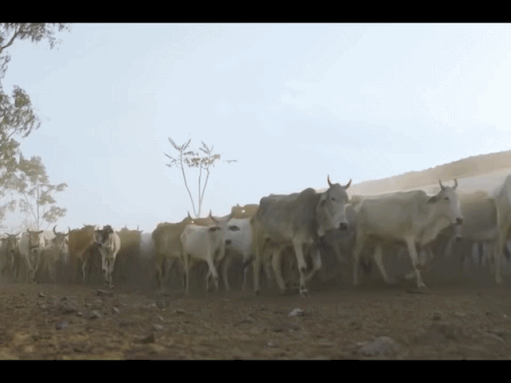 मध्य प्रदेश में पशु पहचान के लिए रंगीन टैग, निराश्रित पशुओं की समस्या से निपटने - HeadlinesNow Hindi News