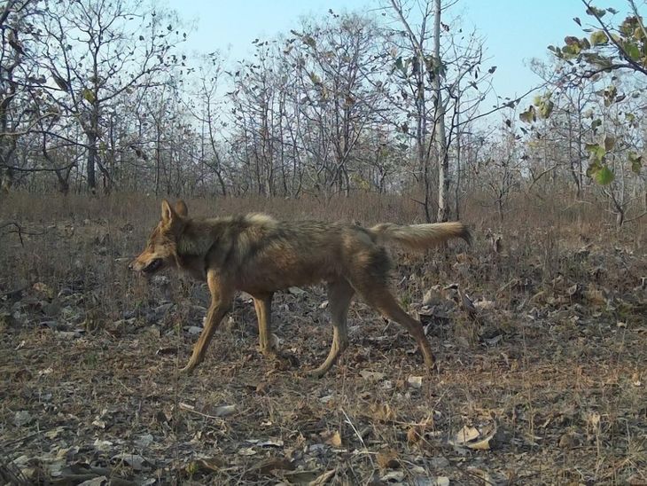 Kivani Sanctuary Spots Rare Indian Wolf & Rusty Spotted Cat
