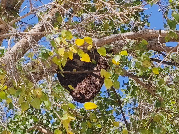 Churu Collector Urges Caution Amid Rising Bee Attacks