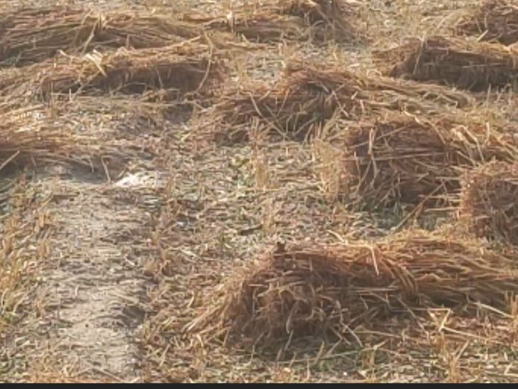 Jalaun Farmers Demand Compensation | Wheat Gram Crop Damage Due To ...