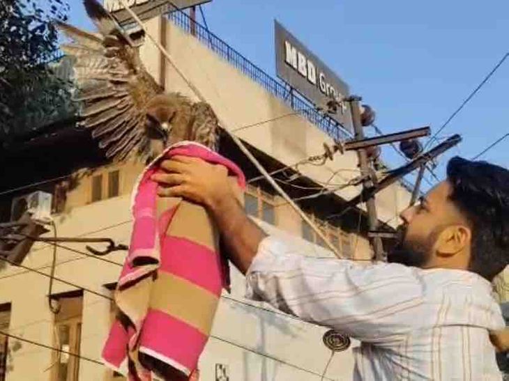 Jalandhar Eagle Rescued | Fire Brigade Saves Kite String Victim