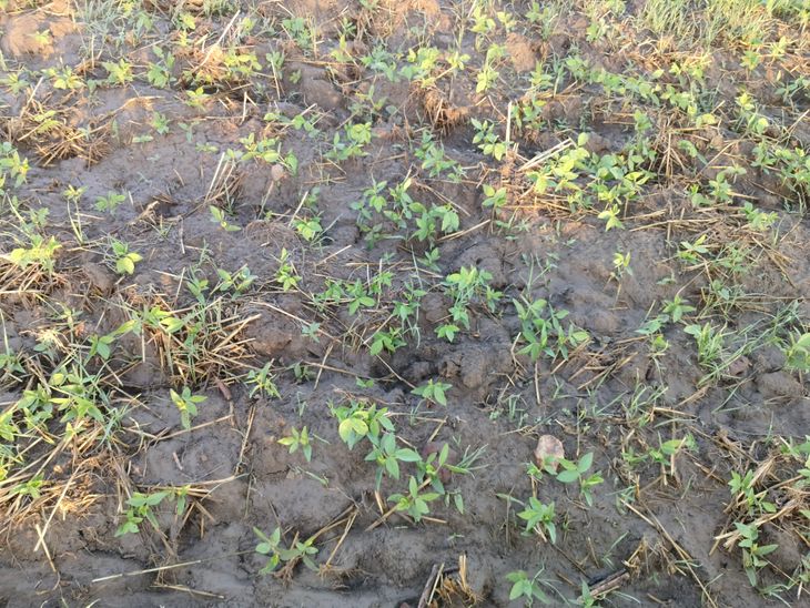 Simerdha Farmers Distressed: Unseasonal Rain, Hailstorm Damage Crops ...