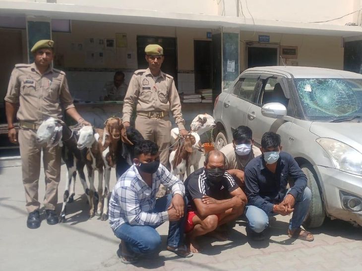 Hapur Interstate Goat Thieves Gang Busted | 4 Arrested