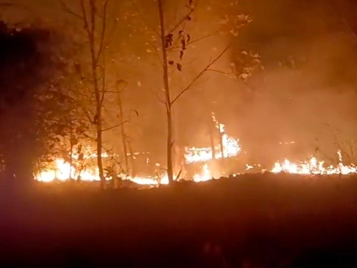 सीधी की नर्सरी में भीषण आग, , हजारों पौधे जले:  रात 1 बजे उठी लपटे, तड़के चार बजे तक बुझाई गई – Sidhi News