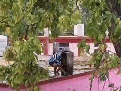 छत्तीसगढ़ में पेड़ से तोता उतारने फायर ब्रिगेड पहुंची, VIDEO:पानी की बौछार कर हजारों लीटर बहाया; लोग बोले- बड़े घर का है