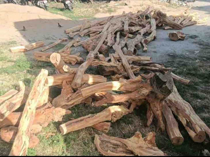 Ropar Police Raid Kair Mafia, Seize Timber Vehicle | Forest Dept Questioned