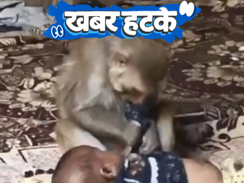 खबर हटके- बंदर ने बच्ची को मां की तरह दुलारा:कब्र के साथ ₹1.5 करोड़ की मर्सिडीज दफनाई; स्ट्रीट लाइट से लिपटने का चैलेंज वायरल