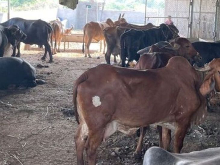 Ayodhya Heatwave Death Toll Rises for Foreign Breed Cows; Vet Issues ...