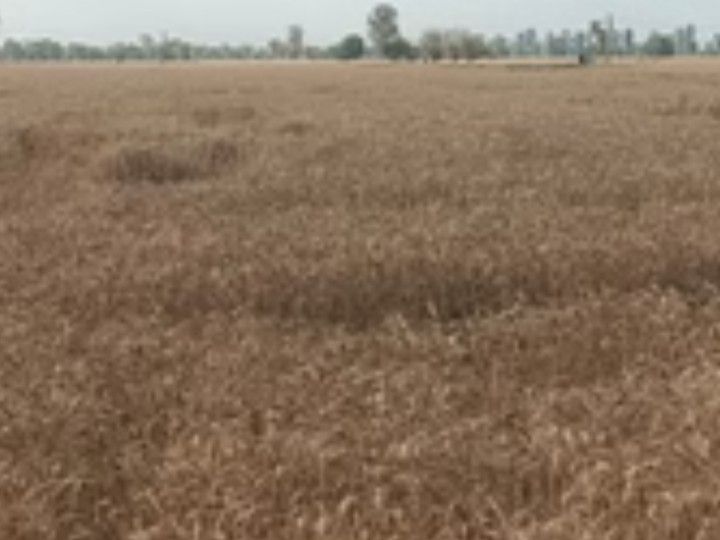 कैथल में 6 करोड़ 42 लाख लेकर कराई फर्जी रजिस्ट्री:  34 एकड़ जमीन बेचने का झांसा दिया, छह पर FIR – Kaithal News