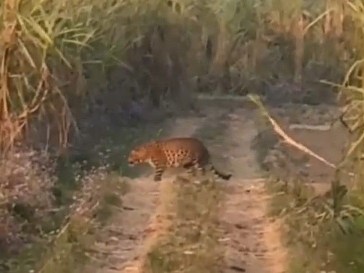Rehad Police Housing Leopard Sighting | Forest Dept Demand