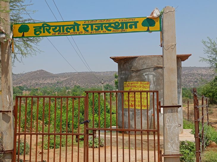 डैण्डान में 'हरियालो राजस्थान' अभियान से नर्सरी विकसित: ग्रामीणों के प्रयासों से क्षेत्र बन रहा हरियाली की ... - Dainik Bhaskar