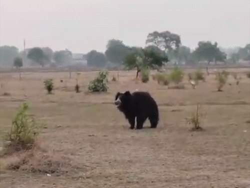 बिलासपुर के पचपेड़ी क्षेत्र में दिखा भालू, VIDEO:  ग्रामीणों में दहशत का माहौल, वन विभाग ने शुरू किया सर्च अभियान – Bilaspur (Chhattisgarh) News