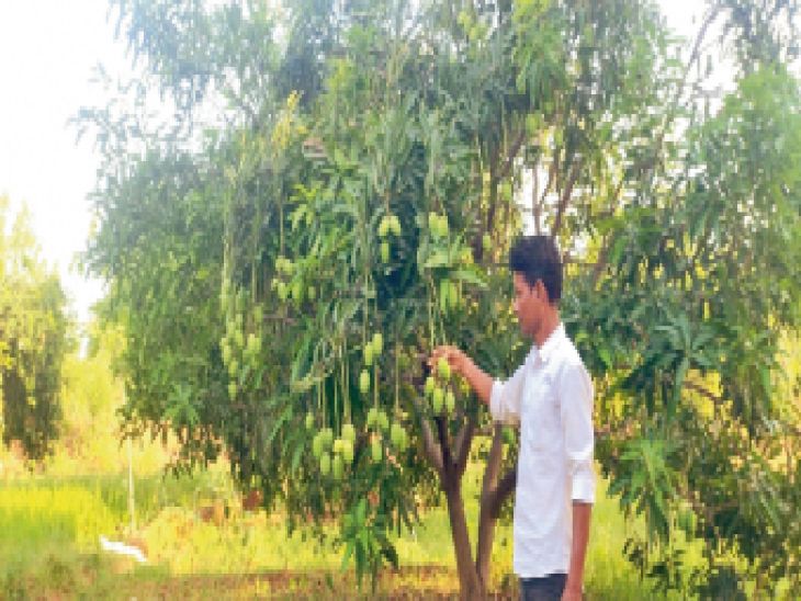 Cultivated rice and peanuts between mango and cashew, profits 10 times more
