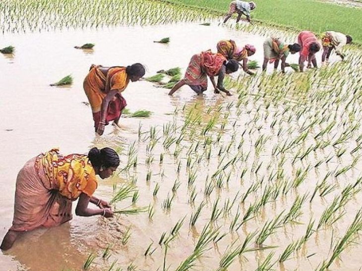 सरकार ने 14 खरीफ फसलों का न्यूनतम समर्थन मूल्य बढ़ाया:तुअर दाम की MSP ₹450 बढ़ाकर ₹8450 की, धान में ₹72 का इजाफा किया