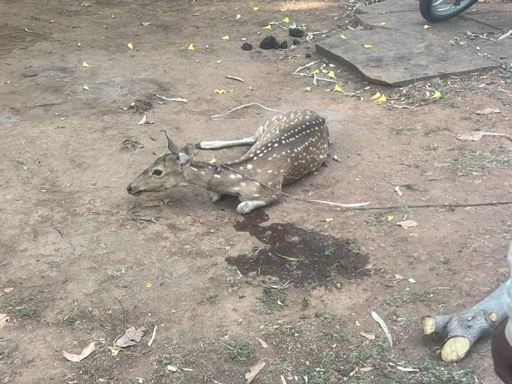 Madawara Wildlife Deer Calf Death | Dog Attack