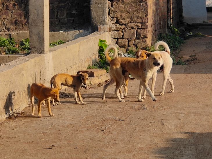 Stray dog menace increases, hospital doesn't have rabies injection