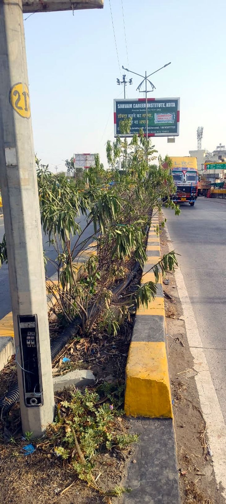 The plants on the divider of the city four lane started drying up.