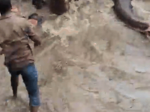 कर्नाटक में दो हाथियों की लड़ाई में पर्यटक की मौत:महिला हाथियों को नहाते देख रही थी, उनके नीचे दबी; बच्चे सहित दो लोग बाल-बाल बचे कर्नाटक में दो हाथियों की लड़ाई में पर्यटक की मौत:महिला हाथियों को नहाते देख रही थी, उनके नीचे दबी; बच्चे सहित दो लोग बाल-बाल बचे