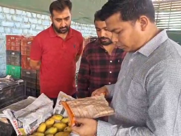 सतना में फलों को केमिकल से पकाने की जांच:  खाद्य सुरक्षा विभाग ने छापा मारा, संदिग्ध पाउच जब्त, नमूने लैब भेजे – Satna News