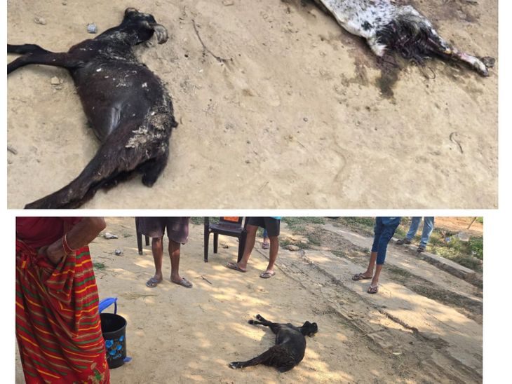 Malihaabad Stray Dogs Attack | 5 Goats Killed, 1 Injured