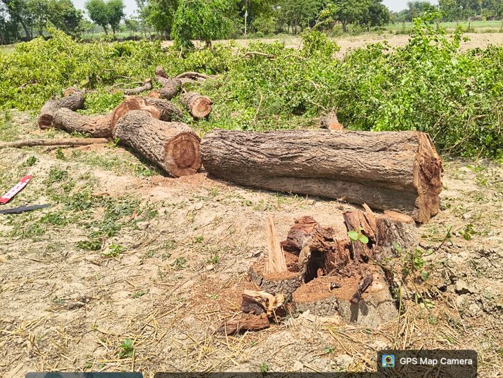 Belhan Maheshpur Sheesham Tree Cutting | No Permit, Illegal