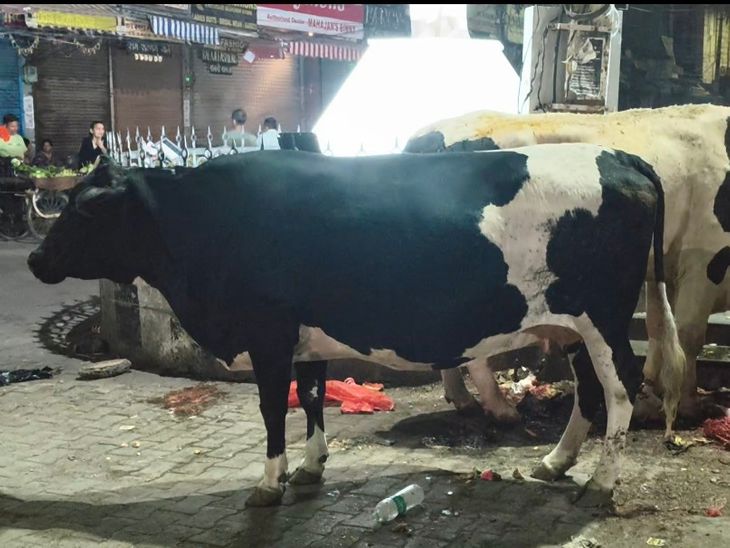 पठानकोट में आवारा पशुओं से शहर में हादसे बढ़े:  गलियों से लेकर सड़कों गोवंशों का कब्जा, प्रशासन की अनदेखी से लोग परेशान – Pathankot News