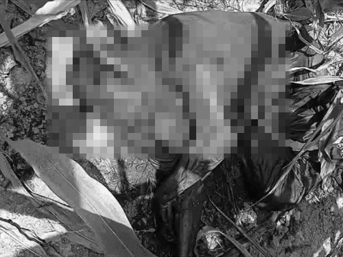लुधियाना में मक्के के खेत से मिला सड़ा-गला शव:  चेहरे पर चल रहे थे कीड़े,जांच में जुटी पुलिस – Ludhiana News