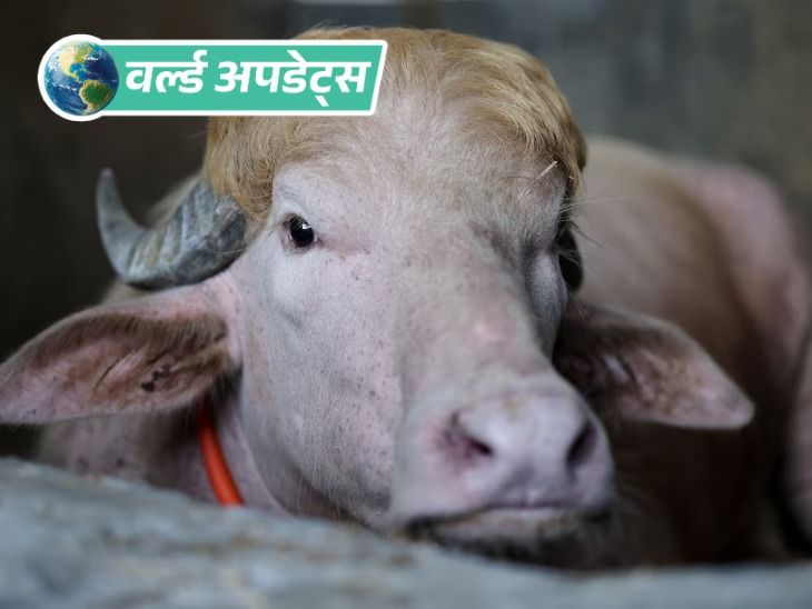 वर्ल्ड अपडेट्स:  बांग्लादेश में ट्रम्प नाम के भैंसे की कुर्बानी पर रोक, नेशनल जू भेजा गया