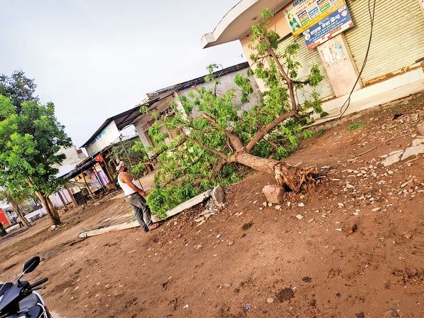 Neem tree and electric pole fell in strong storm