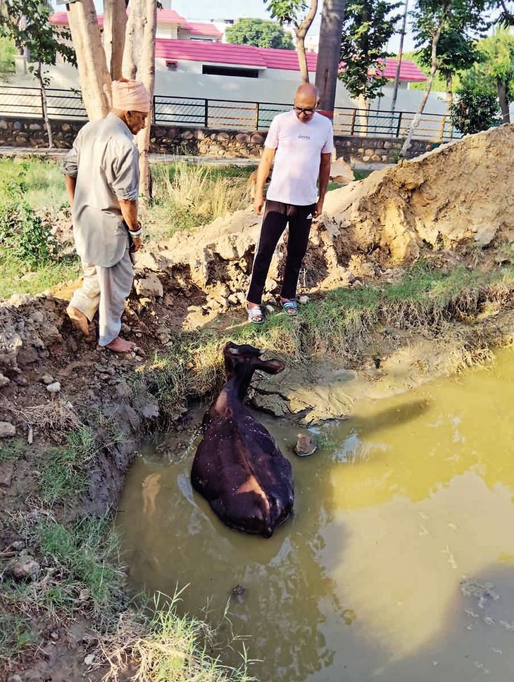 खड्डे में गिरी गाय को निकाला, पास ही खेलते हैं बच्चे, खतरा बरकरार – Jalandhar News