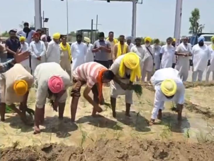फिरोजपुर टोल प्लाजा पर किसानों ने की धान की बिजाई:  प्रशासन में मचा हड़कंप; अपनी जमीन पर दावा जताते हुए मुआवजे मांगा – Fazilka News