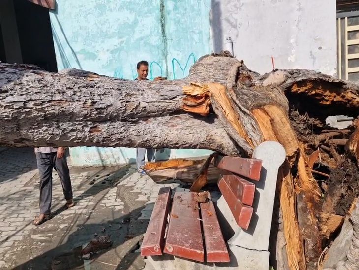 खन्ना में आंधी से 150 साल पुराना पेड़ गिरा:  तूफान और बिजली गिरने से कई मकान क्षतिग्रस्त; छतों और दीवारों को पहुंचा नुकसान – Khanna News