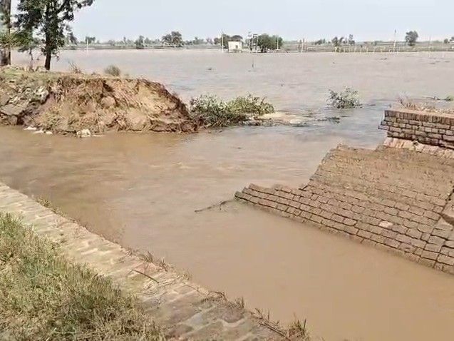 फरीदकोट में रजवाहा टूटने से पानी में डूबे खेत:  1 हजार एकड़ सब्जी-धान की फसल प्रभावित, AAP विधायक ने लिया जायजा – Faridkot News