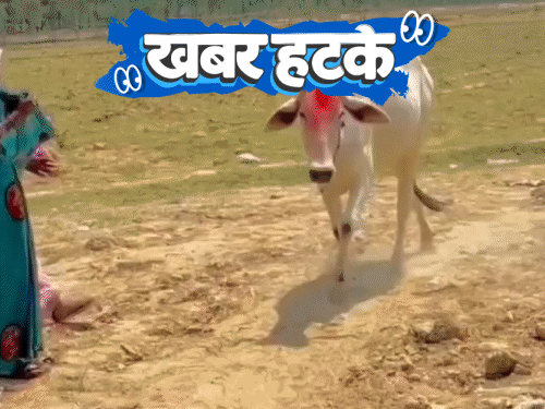 खबर हटके- गोल-गोल चक्कर काट रही गाय की पूजा:  ट्रेन लेट लेकिन युवक पर लगा ₹500 का जुर्माना; ज्यादा काम करने पर बॉस ने डांटा