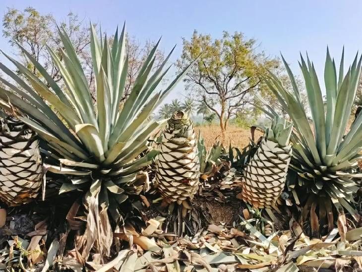बेकार समझा जाने वाला कैक्टस बना किसानों का ‘ब्लू गोल्ड’:  मेक्सिको में 1.4 लाख करोड़ रुपए की टकीला इंडस्ट्री, इसके लिए कच्चा माल भेज रहे भारतीय किसान