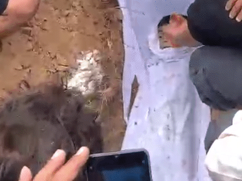 मोहाली- बच्चों का मुंह देखने पहुंची मां को रोका:  बोली- मैंने कौन सी गलती की; 2 बेटों और बेटी को नहर में फेंका था; एक गायब – Mohali News