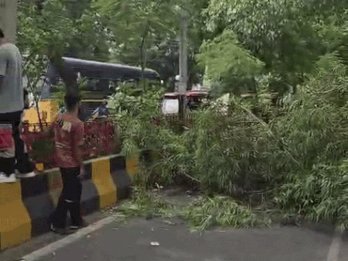 जालंधर के कोर्ट रोड पर आंधी से गिरा पेड़:  गाड़ियां पूरी तरह क्षतिग्रस्त, बाल-बाल बची लोगों की जान, नगर निगम के कार्यप्रणाली पर खड़े सवाल – Jalandhar News